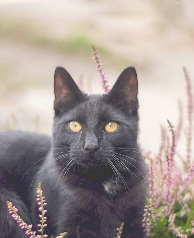 Cat Vet in Crosby, TX